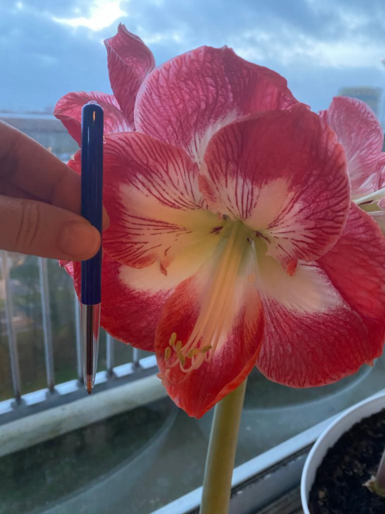 Prachtige Amaryllis bollen met bladeren zonder pot  Rood/Wit, Ophalen of Verzenden, Halfschaduw