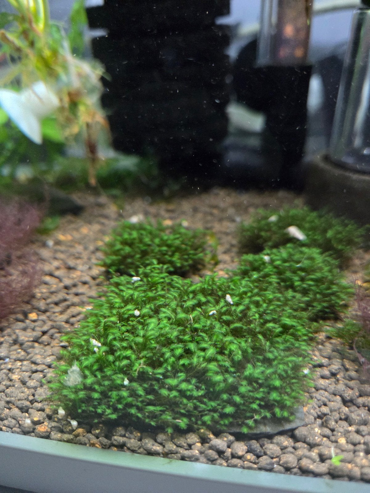 Fissidens Splachnobryiodes, Dieren en Toebehoren, Kreeft, Krab of Garnaal, Zoetwatervis, Schoolvis