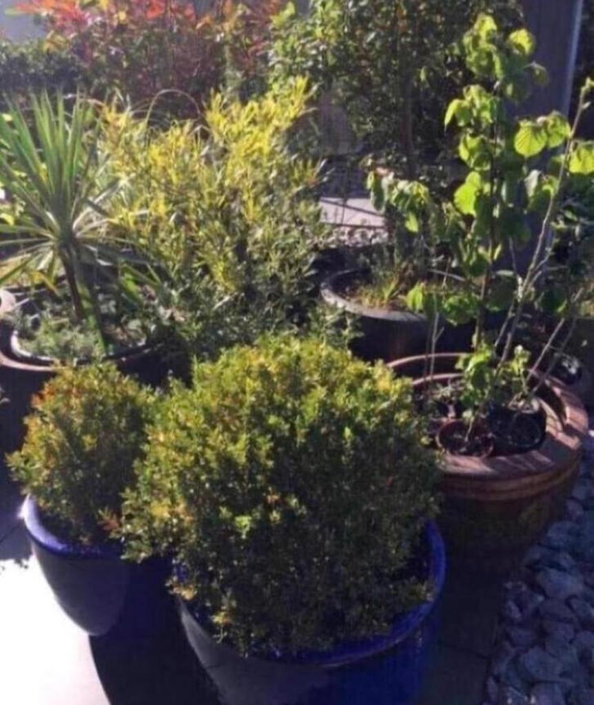 Grote selectie van diverse BIOLOGISCHE tuinplanten/stekjes, Tuin en Terras, Planten | Tuinplanten, Overige soorten, Volle zon