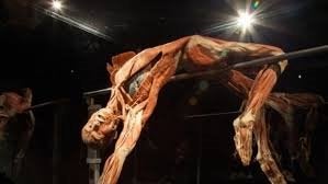 35% korting per persoon entree BODY WORLDS in Amsterdam, Drie personen of meer, Kortingskaart