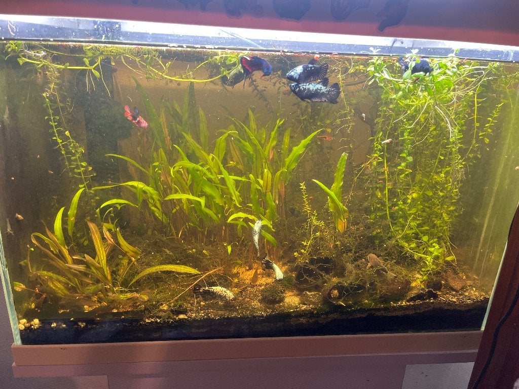 Aquarium 100l met vissen en alles, Vis