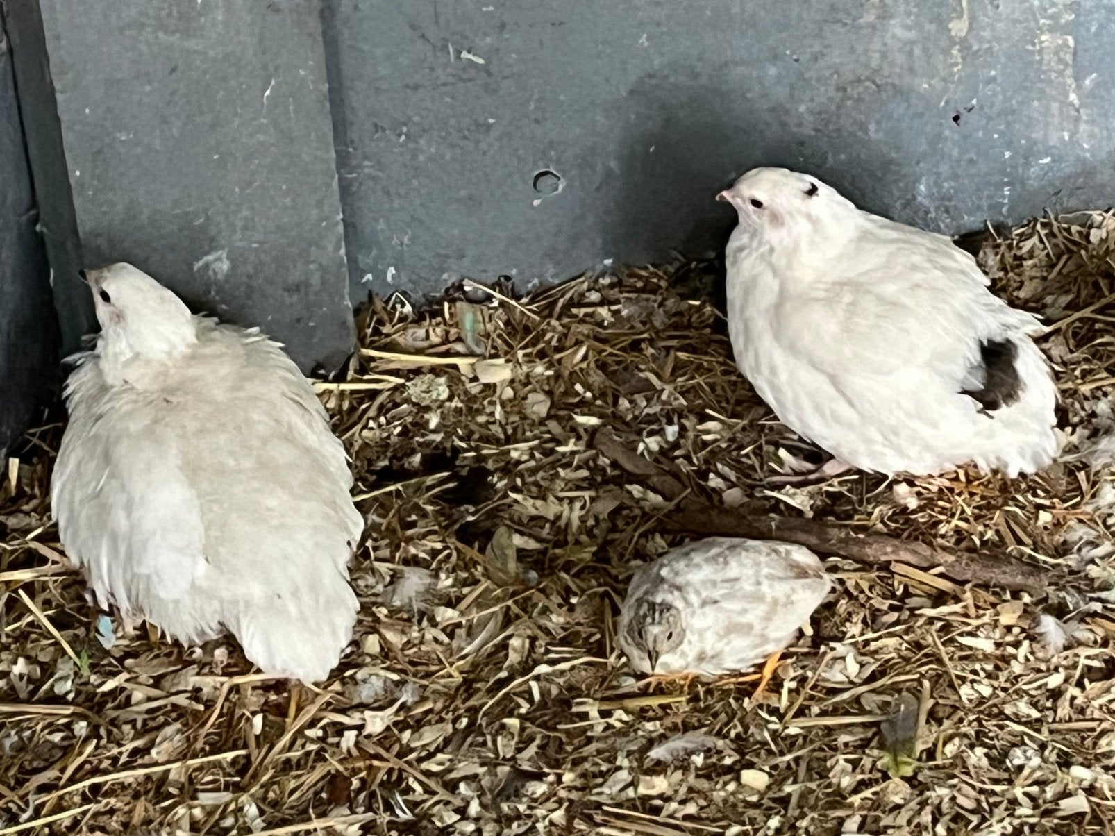 kwartels, Meerdere dieren
