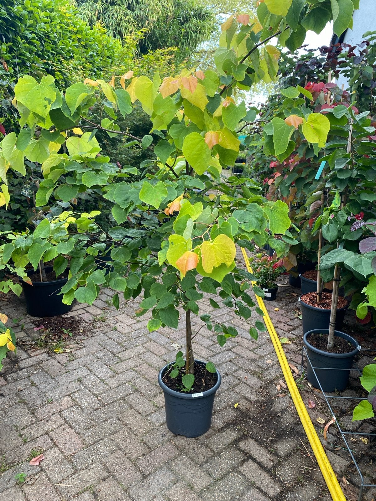 Cercis canadensis 'The Rising Sun' in pot, Overige soorten, Lente, 100 tot 250 cm, Ophalen
