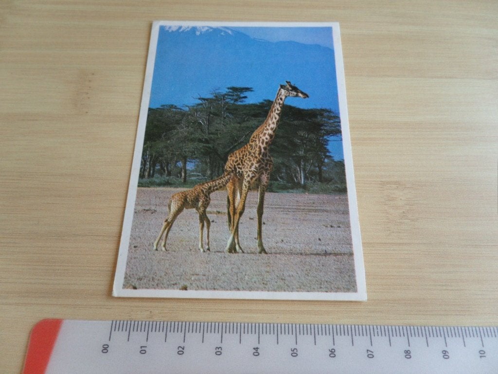 sticker foto giraf giraffe, Ophalen, Zo goed als nieuw