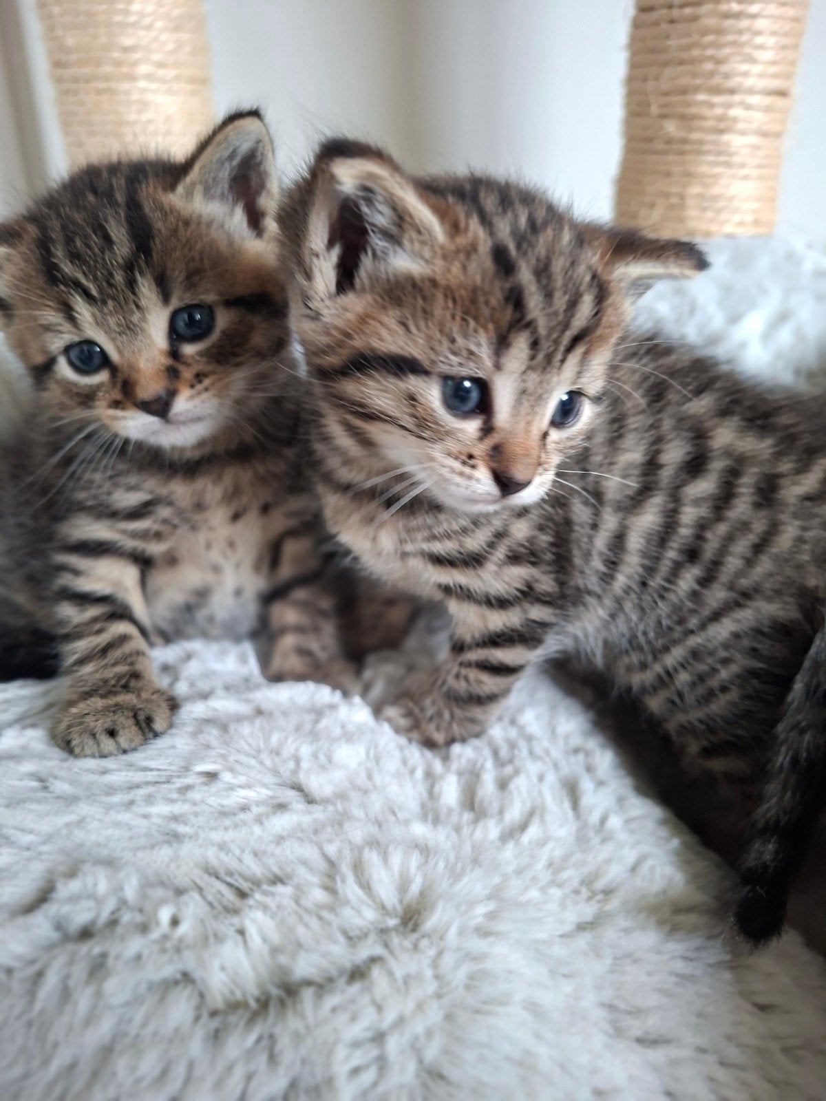 ‍ Vier lieve cyperse kittens‍, Meerdere dieren, Ontwormd, 0 tot 2 jaar
