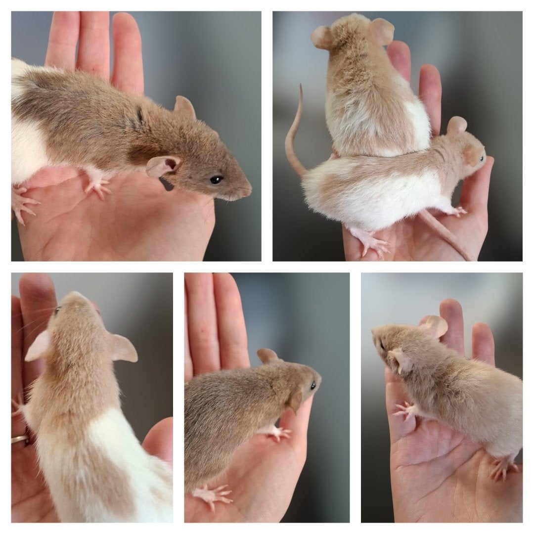 Jonge dwergratjes, Dieren en Toebehoren, Rat, Mannelijk, Juli, Tam