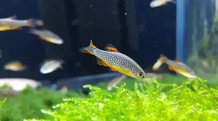 Galaxy pearl danio, Dieren en Toebehoren, Vissen | Aquariumvissen, Vis