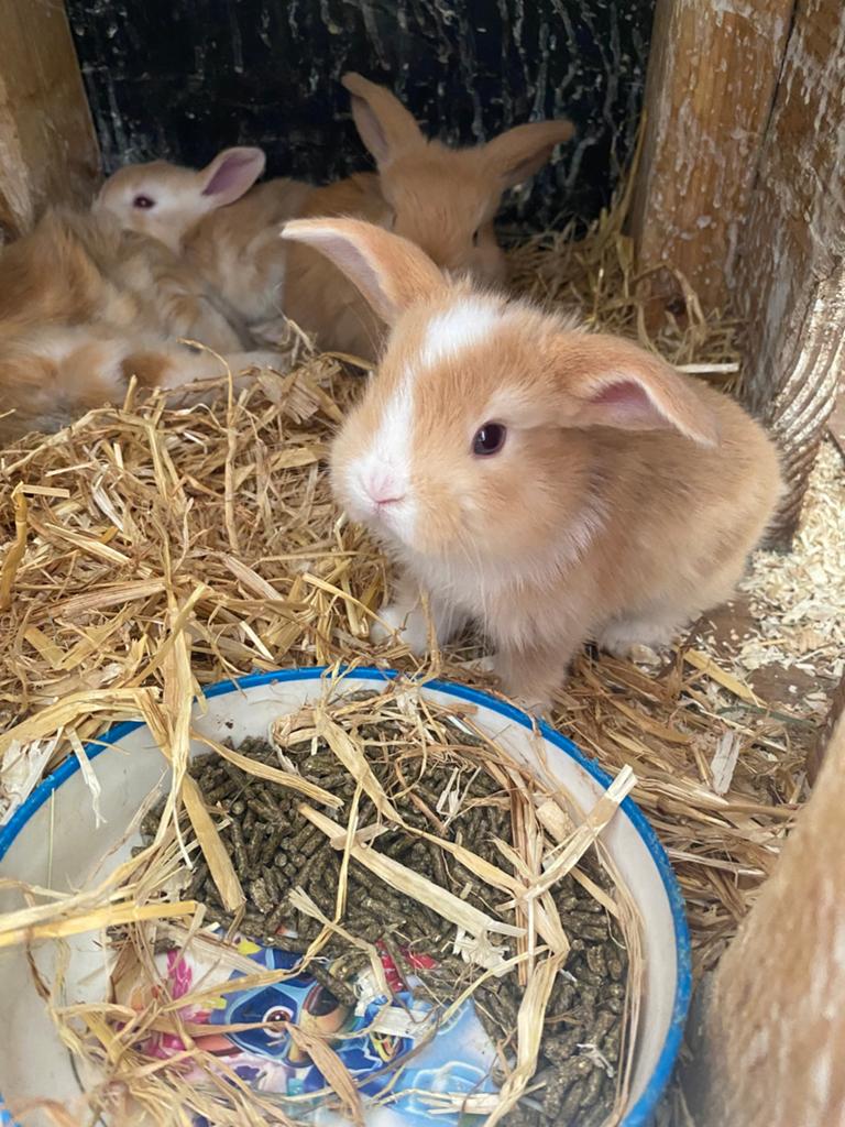 Baby dwerg konijntjes, Dieren en Toebehoren, Konijnen, Meerdere dieren, Dwerg