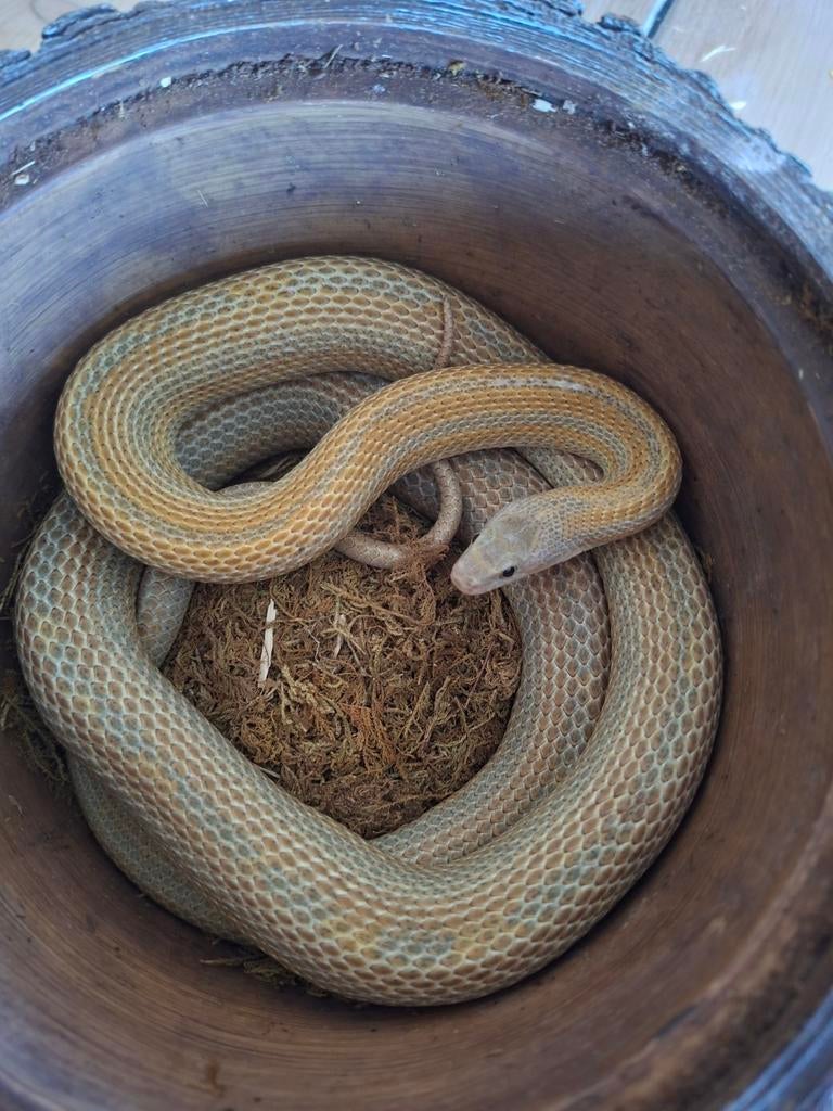 Rattenslang Rat Snake - unknown for sale from Aad