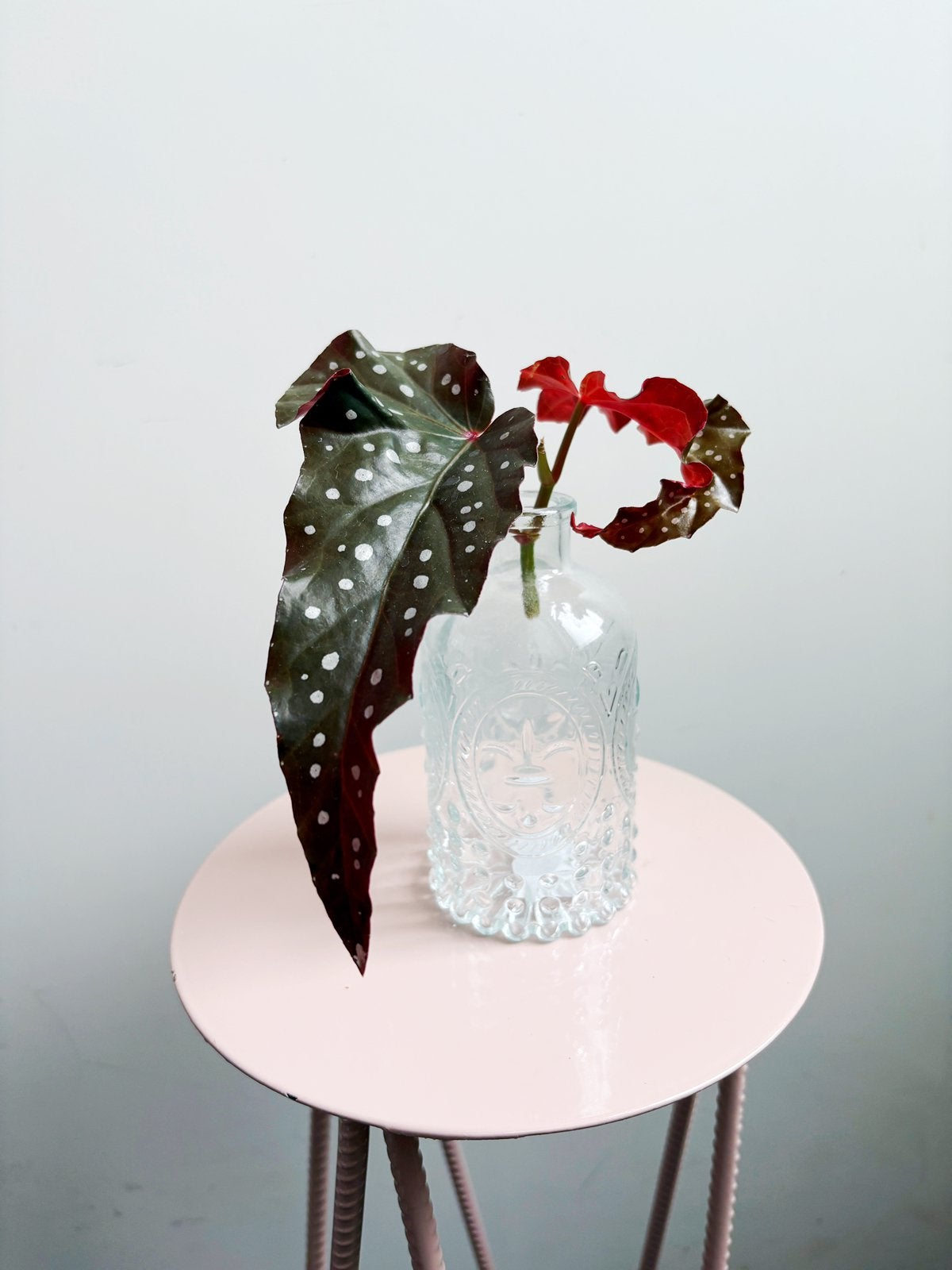 Begonia Maculata Black Forest stekje, Ophalen of Verzenden, Halfschaduw, Minder dan 100 cm