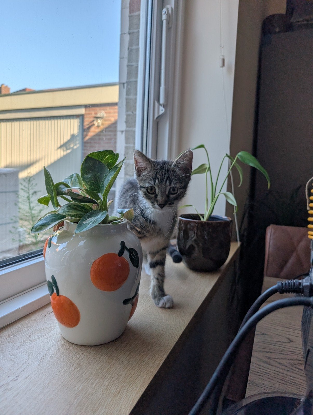 Kitten, Dieren en Toebehoren, Katten en Kittens | Overige Katten, Kortharig, Poes, 0 tot 2 jaar