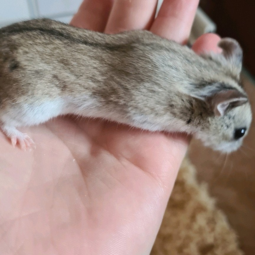 Tamme dwerghamster, Hamster, Maart, Mannelijk, Tam