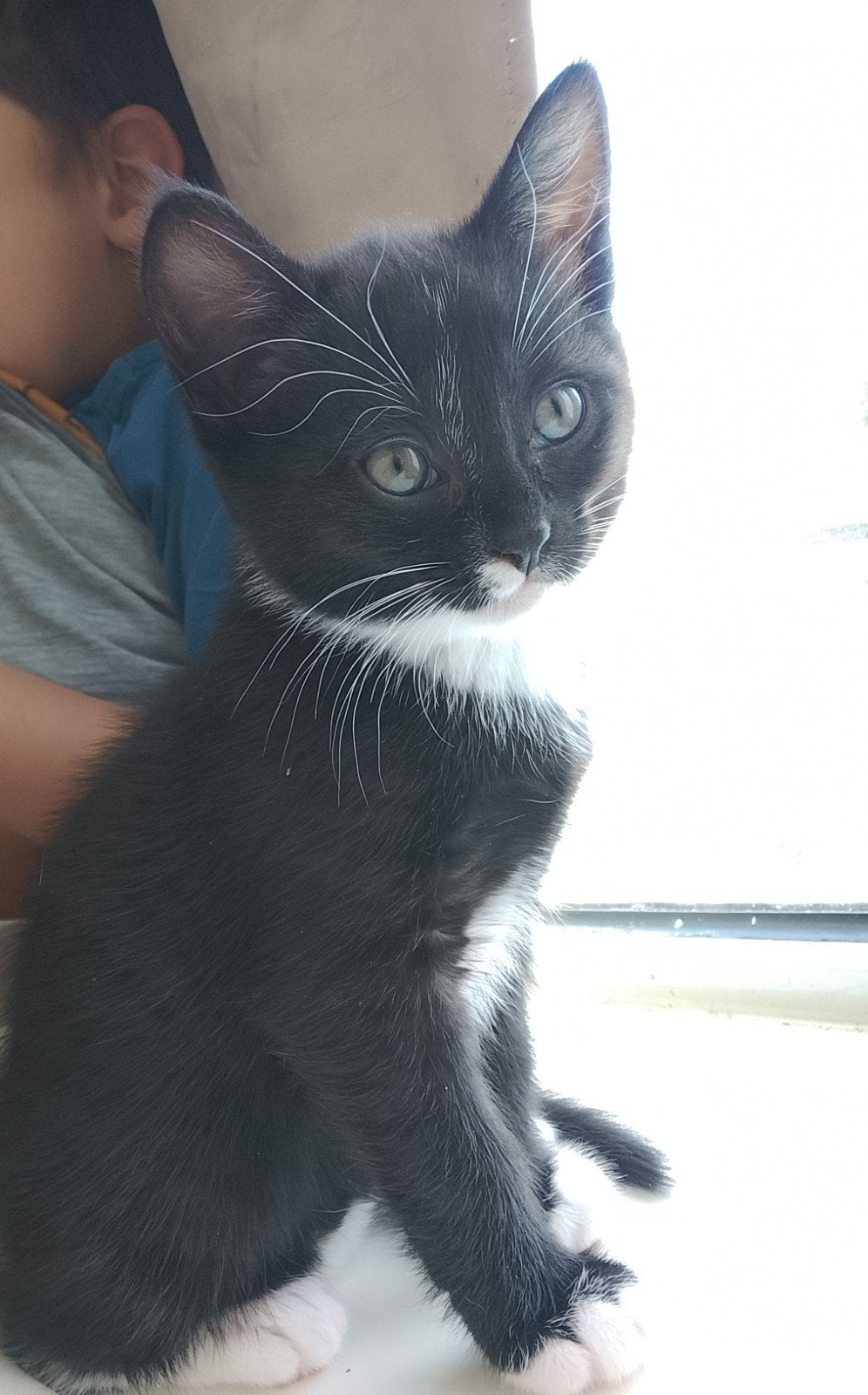Lieve zwart witte kitten te koop