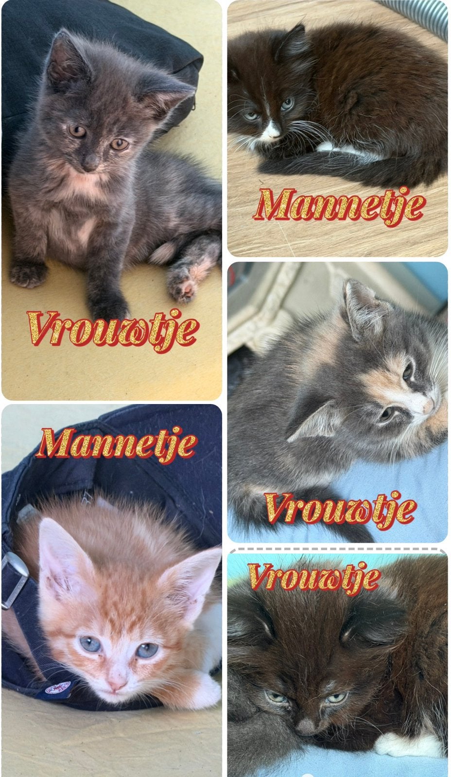 Te koop kittens, Dieren en Toebehoren, Meerdere dieren
