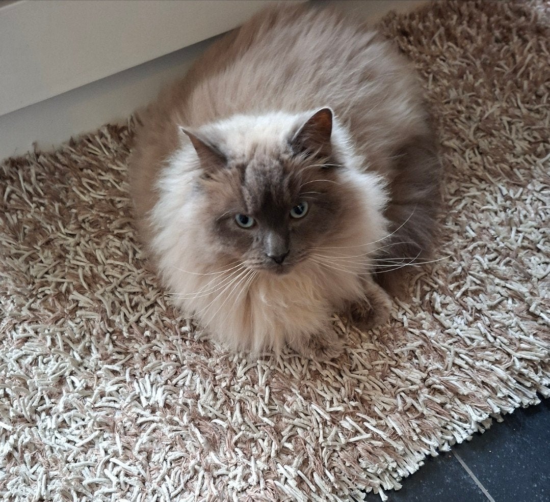 zeer lieve ragdoll kater, Kater, Met stamboom, 3 tot 5 jaar