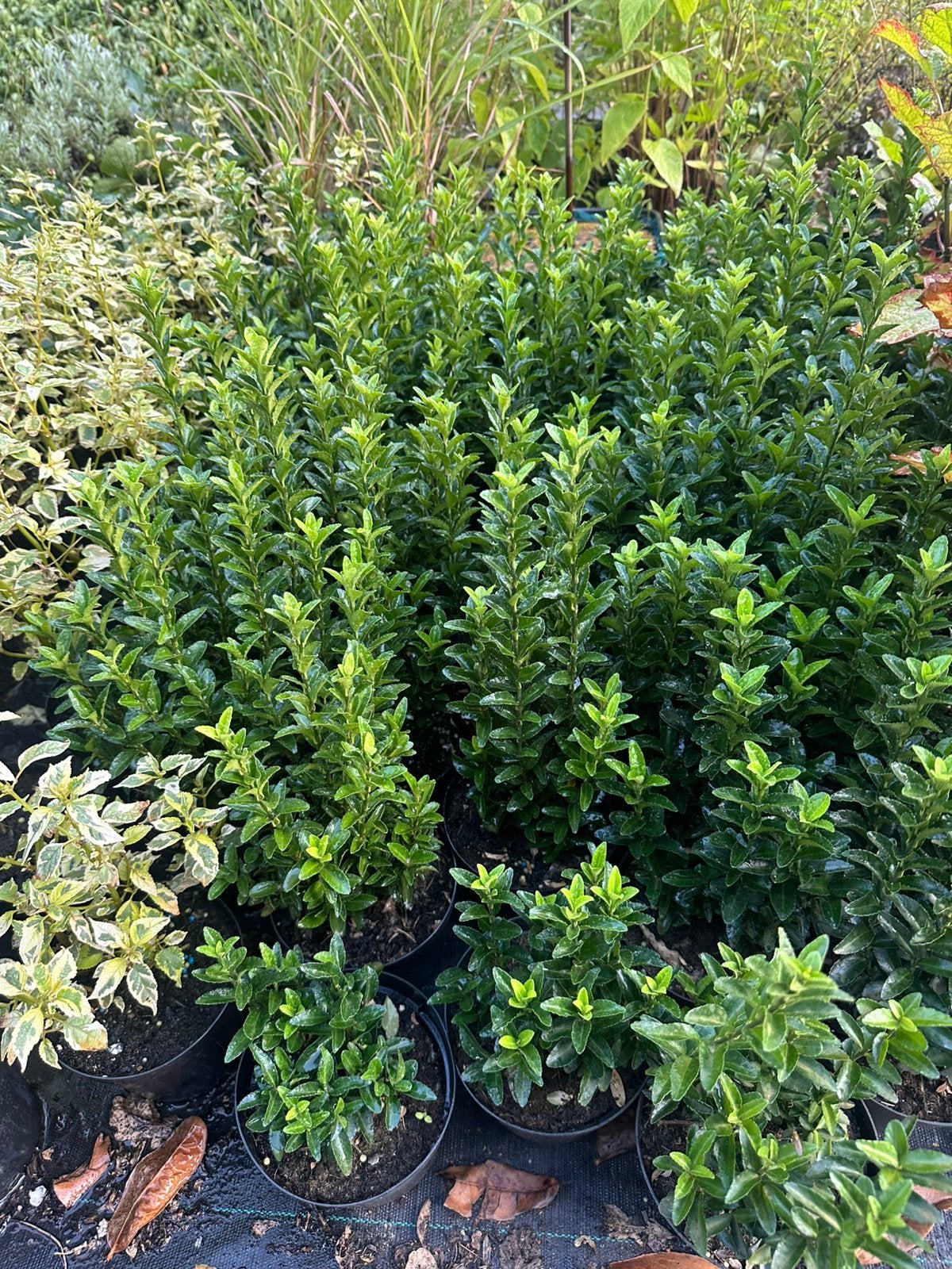Euonymus japonicus ‘Green Spire’, Ophalen, Overige soorten, Minder dan 100 cm