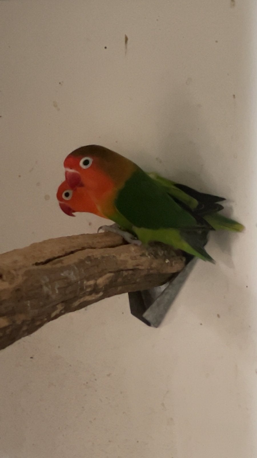 Kweekkoppel agapornis, Meerdere dieren, Dwergpapegaai of Agapornis