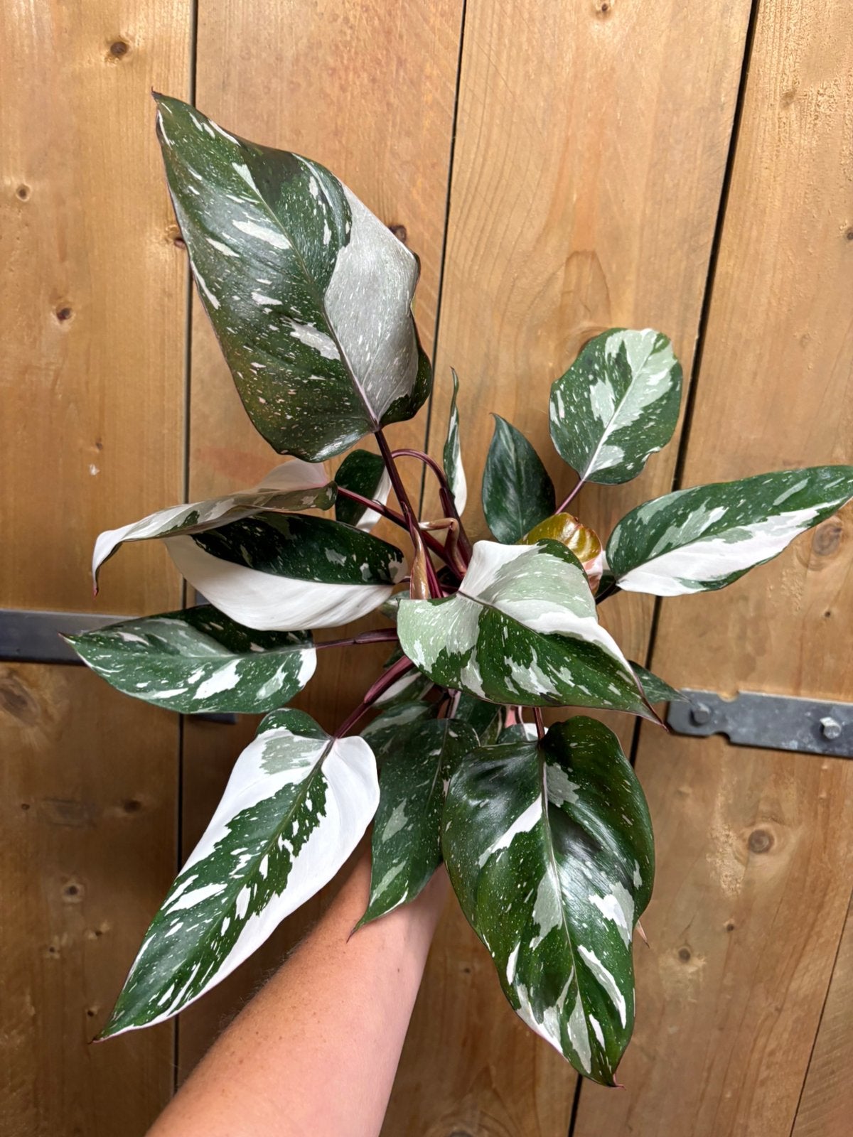 Philodendron white knight variegata plant albo pink red wit, Ophalen of Verzenden, Halfschaduw, Minder dan 100 cm