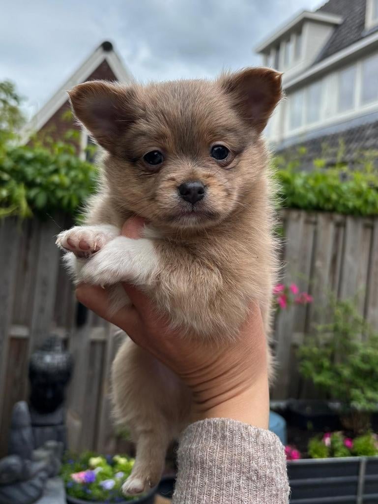 Pomchi pups, Keeshond, Reu, Meerdere, Nederland