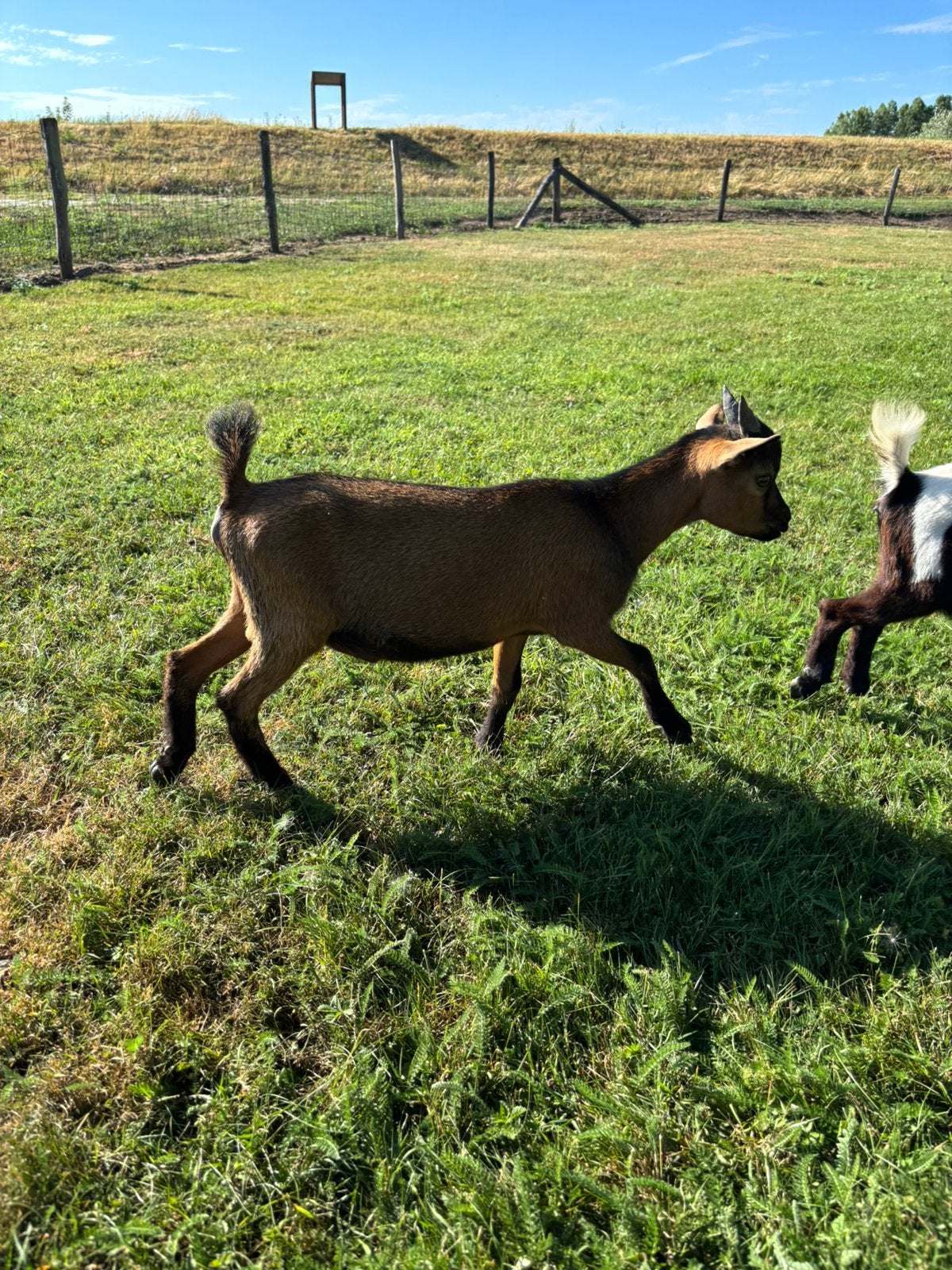 Jonge geitenbokje, Meerdere dieren, Schaap
