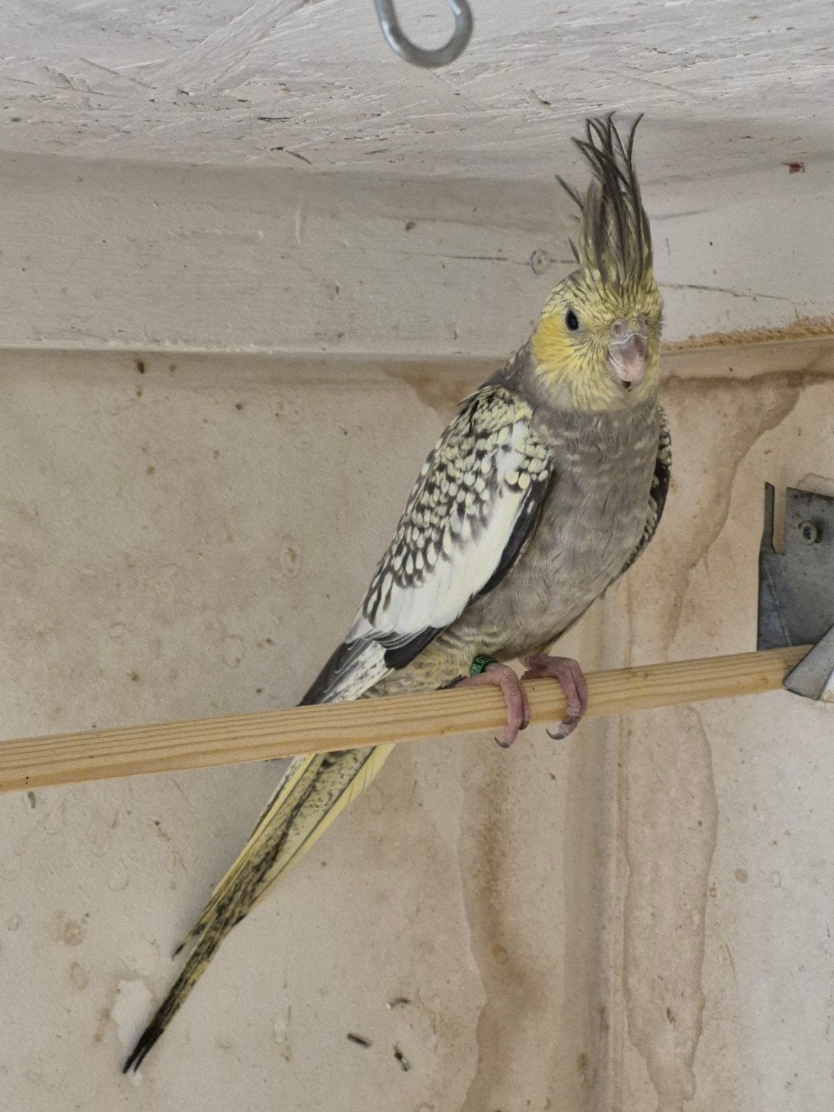Geelwang opaline valkparkiet pop, Dieren en Toebehoren, Vrouwelijk, Parkiet, Geringd