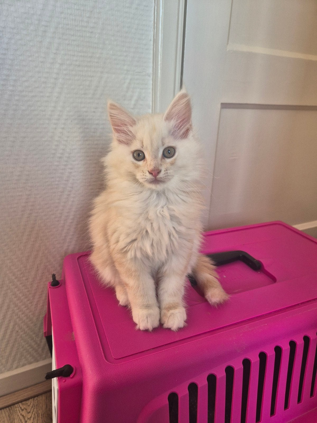 Maine-coon kittens, Dieren en Toebehoren, Meerdere dieren, Ontwormd, 0 tot 2 jaar
