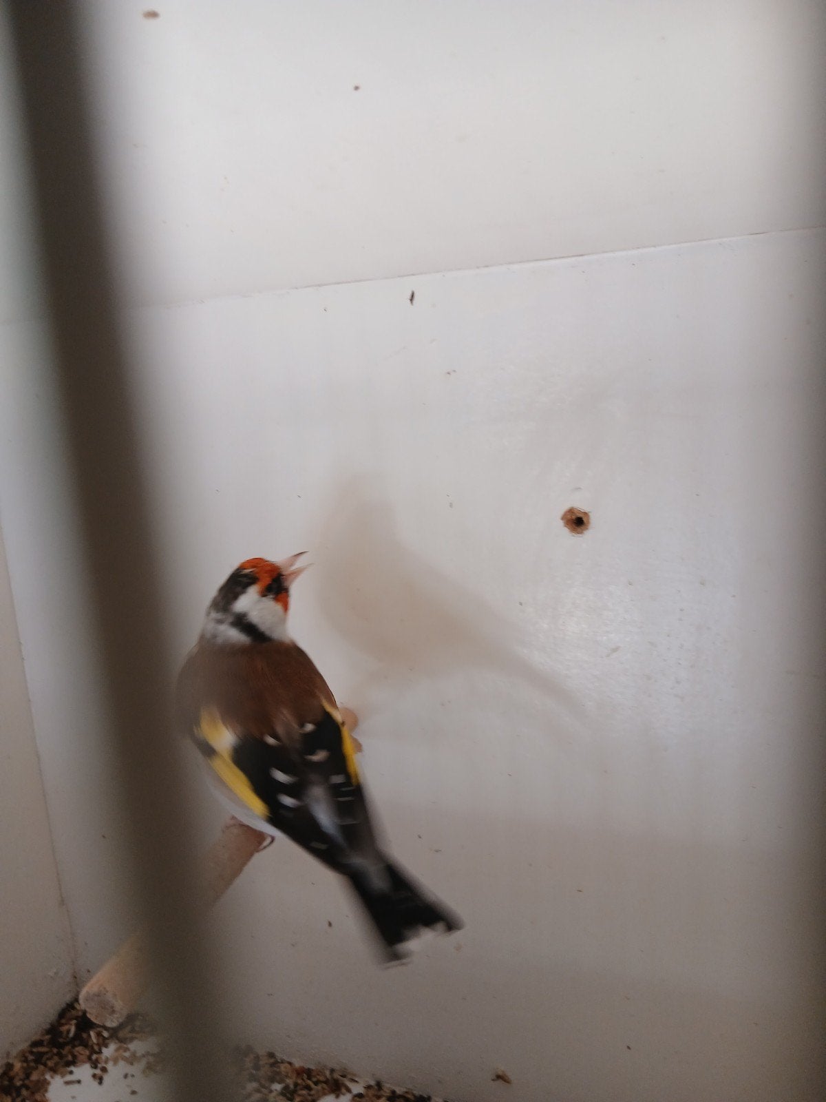 1 putter pop  2 sijsjes poppen en 1 koppels kanaries, Vrouwelijk, Wildzangvogel