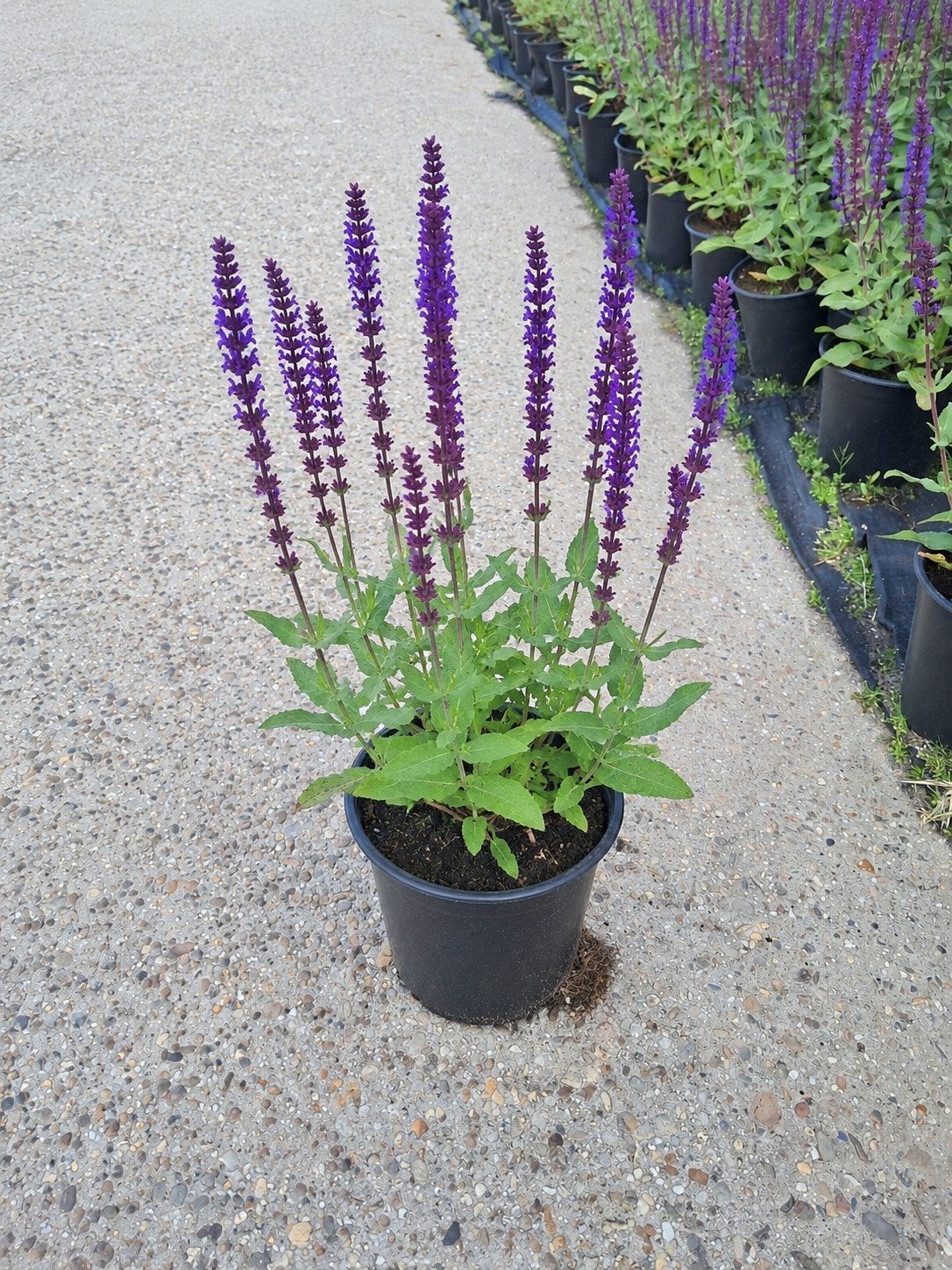 Salvia in 2 liter pot - Prachtige paarse bloemen, Volle zon, Vaste plant, Zomer, Ophalen