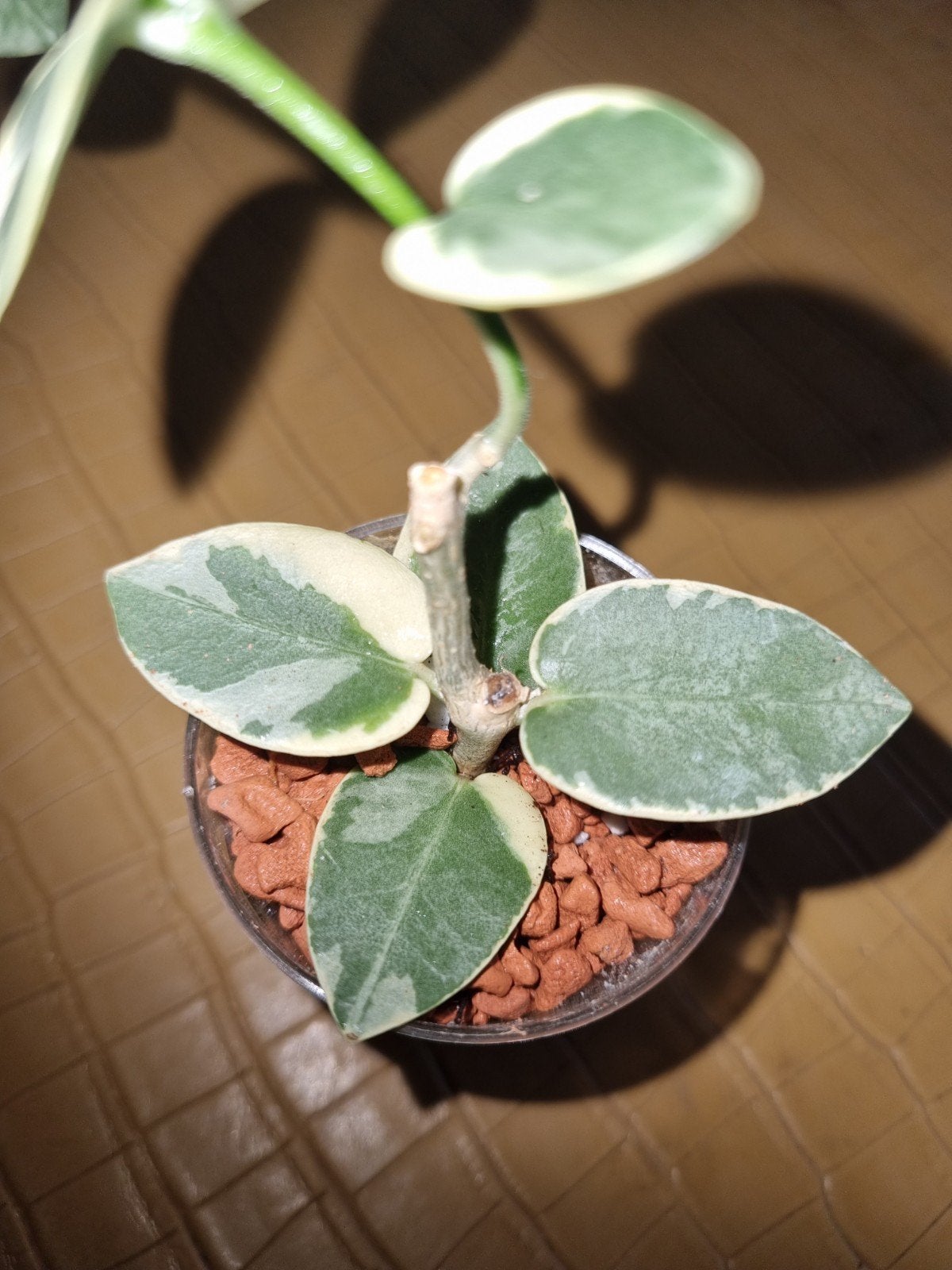 Hoya cumingiana variegata, Ophalen of Verzenden, Halfschaduw, Minder dan 100 cm