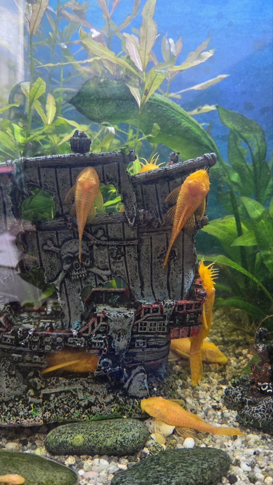 Ancistrus gold (albino) algeneter, Dieren en Toebehoren, Vissen | Aquariumvissen, Vis, Zoetwatervis