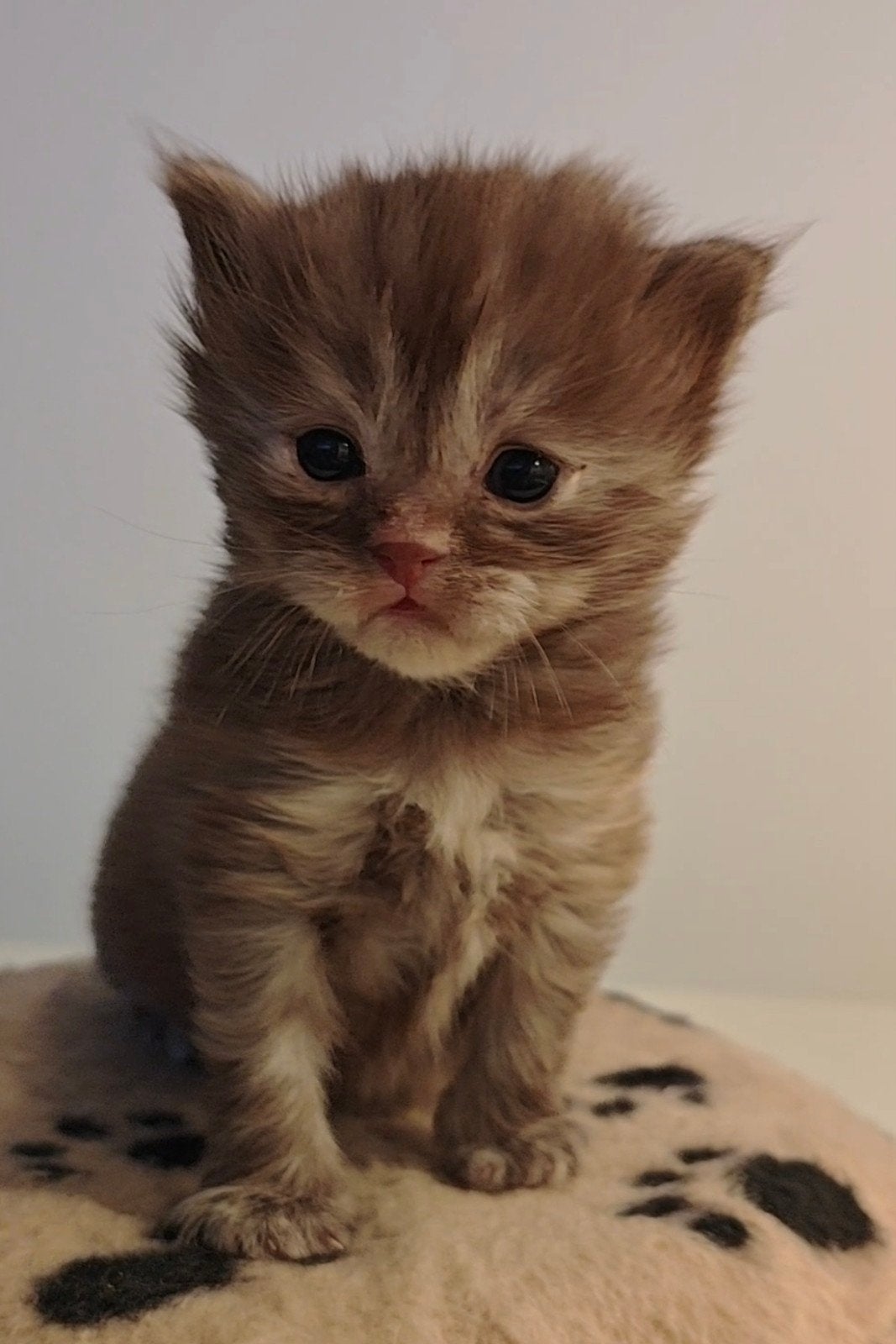 Ragdoll kittens. Unieke kleuren. Kerst verhuizen., Meerdere dieren, Ontwormd, 0 tot 2 jaar
