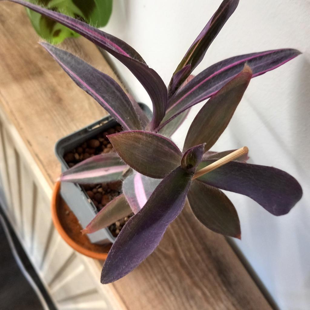 Tradescantia pallida pink stripe stek nr 3-5., Ophalen of Verzenden, Halfschaduw, Minder dan 100 cm