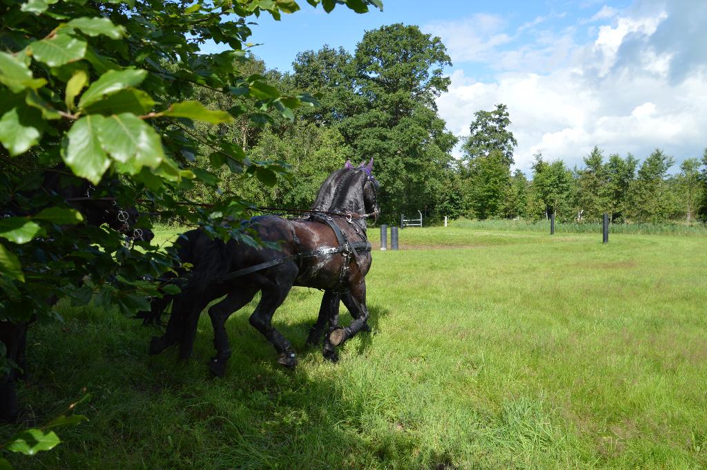 het ideale familie paard!!!, Dieren en Toebehoren, Paarden, Met stamboom, M, Dressuurpaard, Hengst