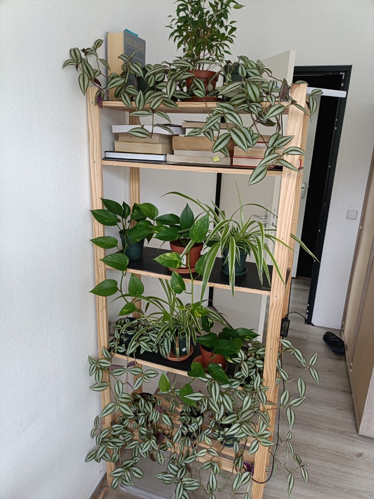 Diverse kamerplanten, Ophalen, Overige soorten, Halfschaduw, In pot