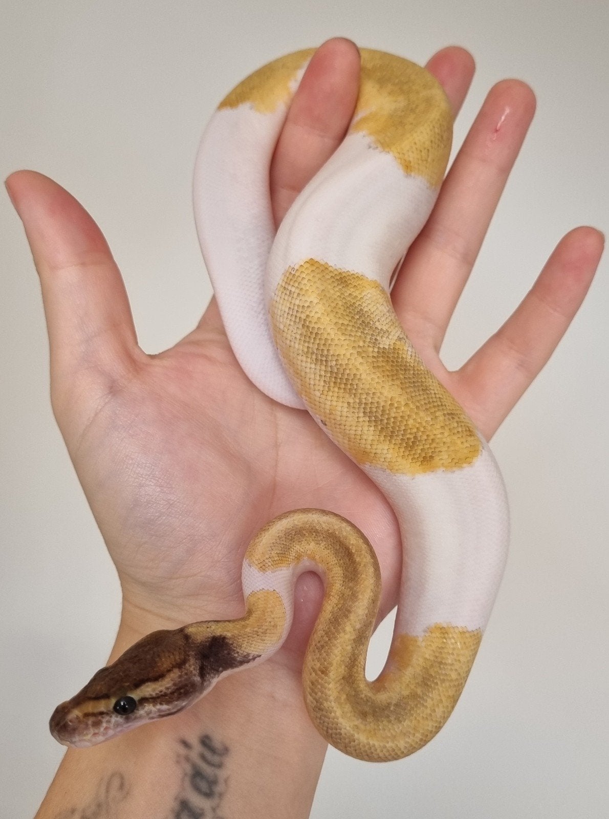 0.1 mojave enchi pinstripe piebald koningspython Ball Python - female for sale from Rocking Reptiles