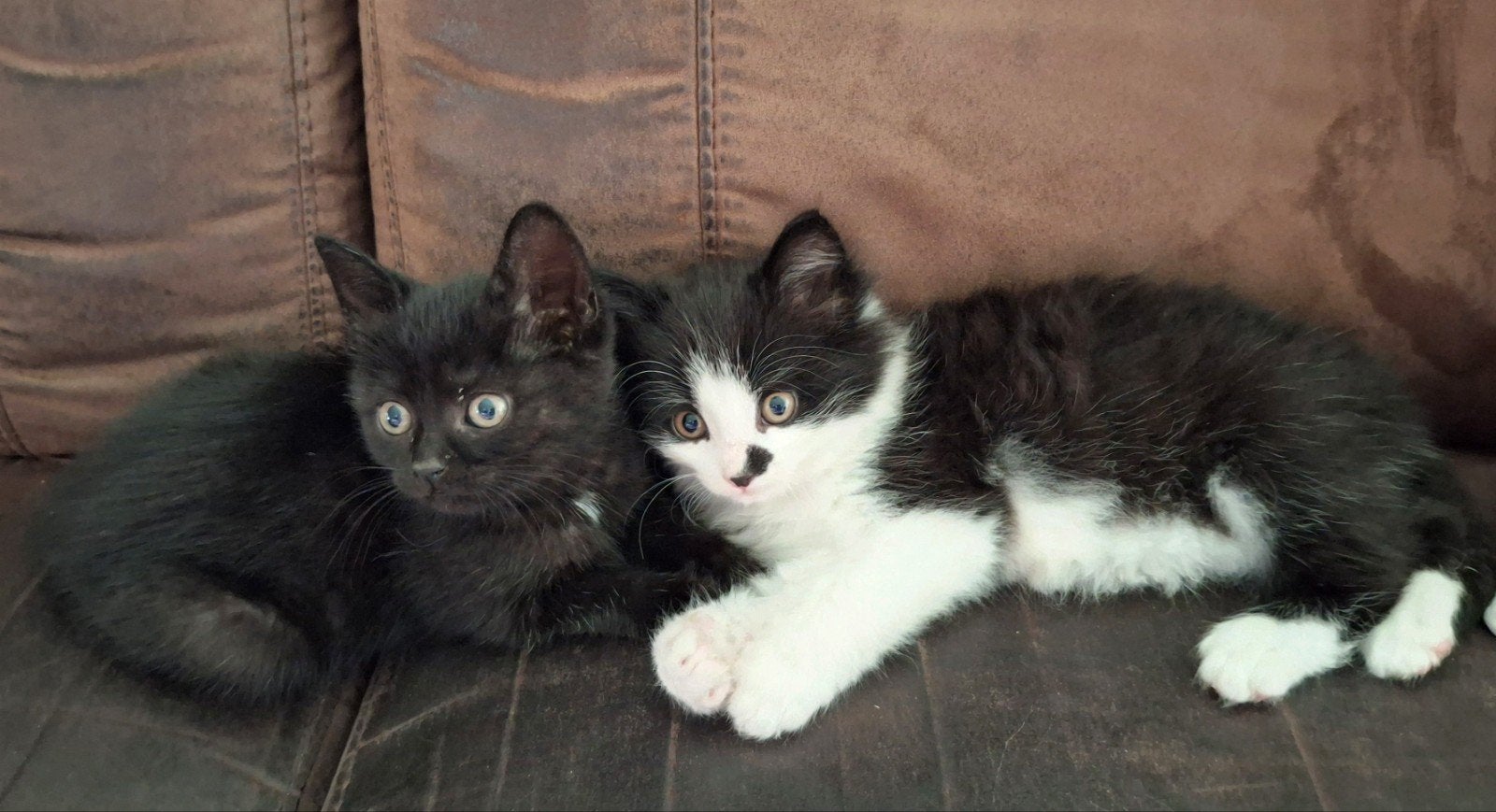 Lieve speelse kittens, Meerdere dieren, Kortharig