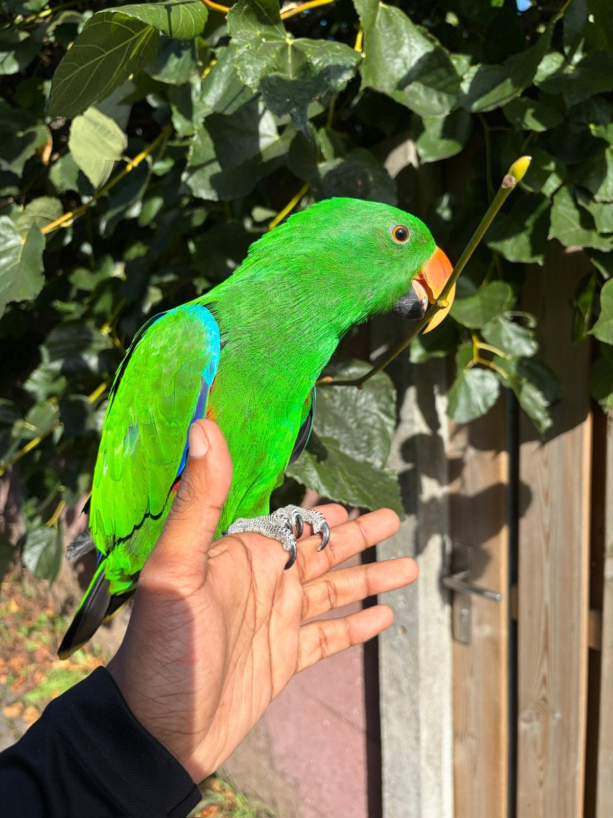 Superhandtamme en lieve edelpapegaai, Dieren en Toebehoren, Mannelijk, Papegaai, Pratend