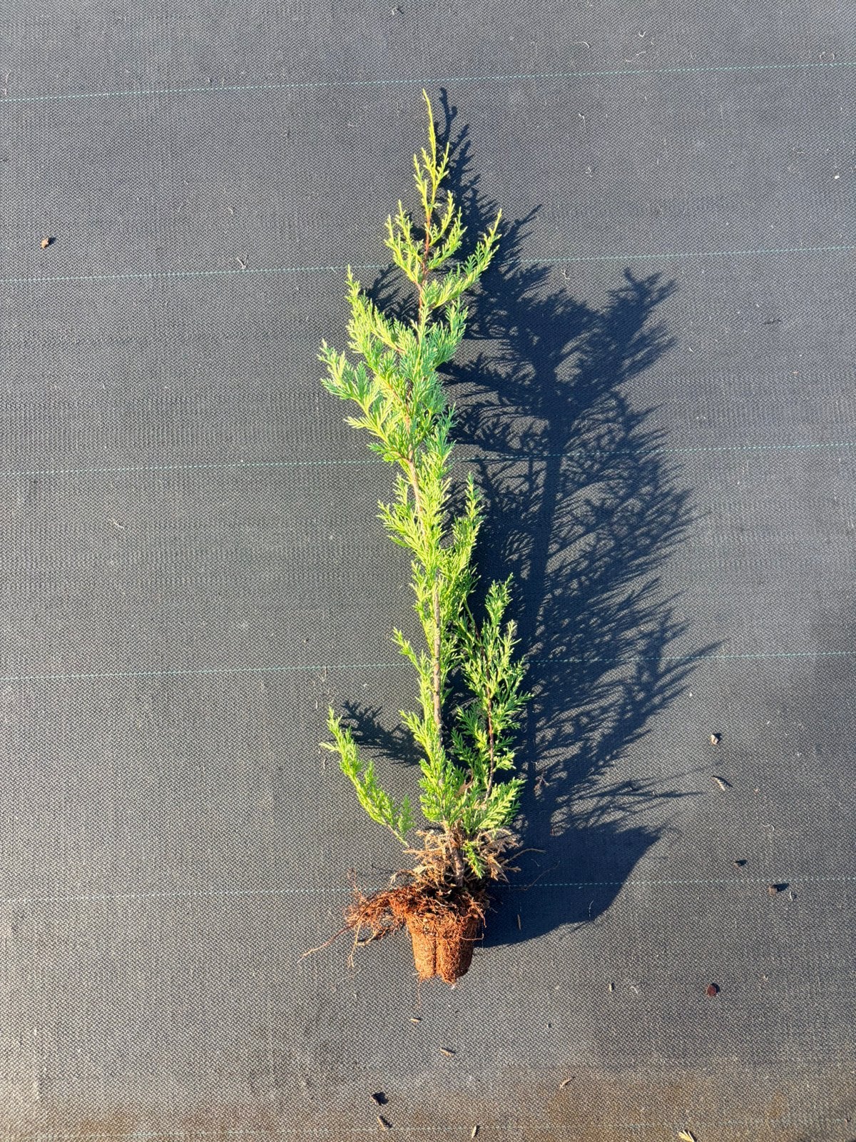 Haag conifeer cupressocyparis leylandii 2001, Tuin en Terras, Planten | Struiken en Hagen, Ophalen of Verzenden, Conifeer, 100 tot 250 cm