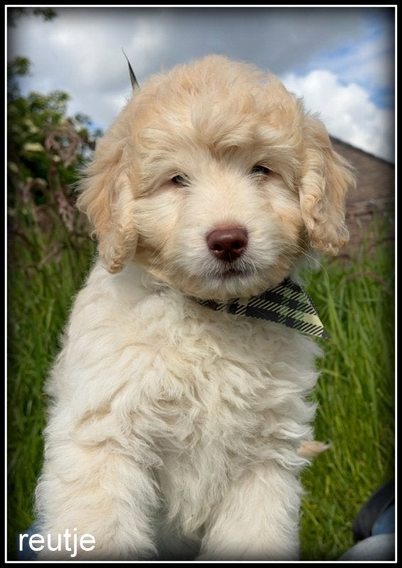 Labradoodle mini pup +/- 40 cm. Mag het nest verlaten., Dieren en Toebehoren, Honden | Retrievers, Spaniëls en Waterhonden, Nederland