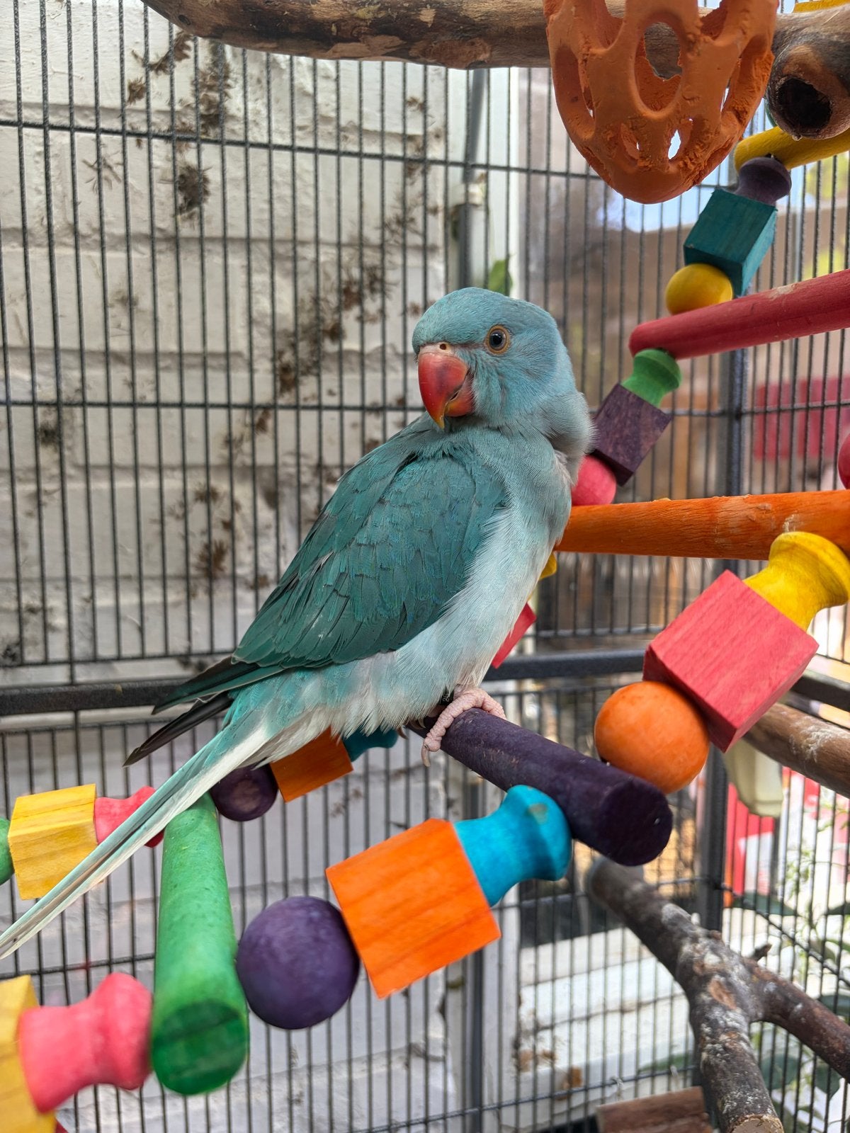 Halsbandparkiet acht weken oud te koop, Dieren en Toebehoren, Vogels | Parkieten en Papegaaien, Geslacht onbekend, Parkiet