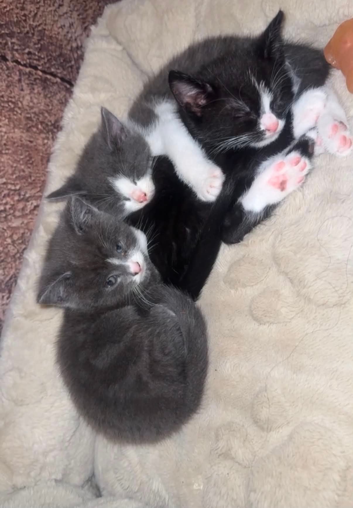 Lieve kittens zoeken hun goudenmandje, Dieren en Toebehoren, Katten en Kittens | Overige Katten, Meerdere dieren