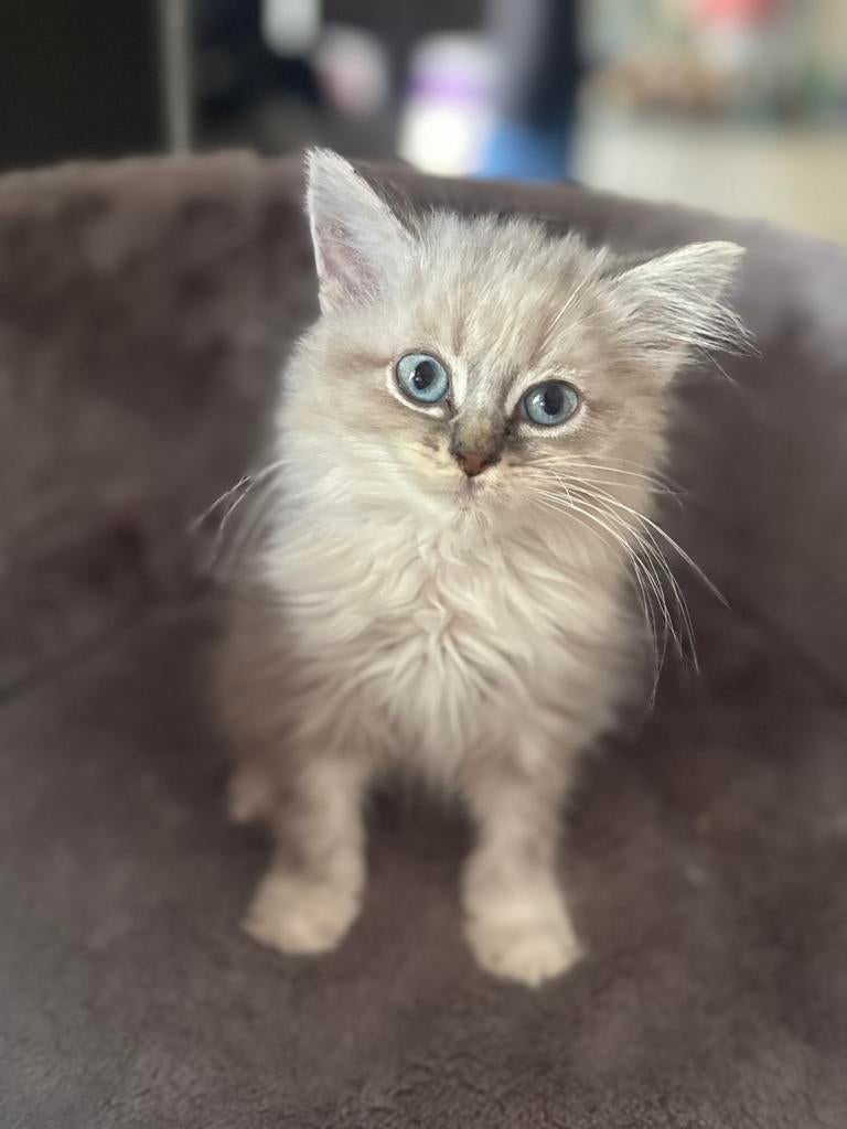 🐾 Prachtige Ragdoll kittens zoeken een liefdevol thuis, Kater