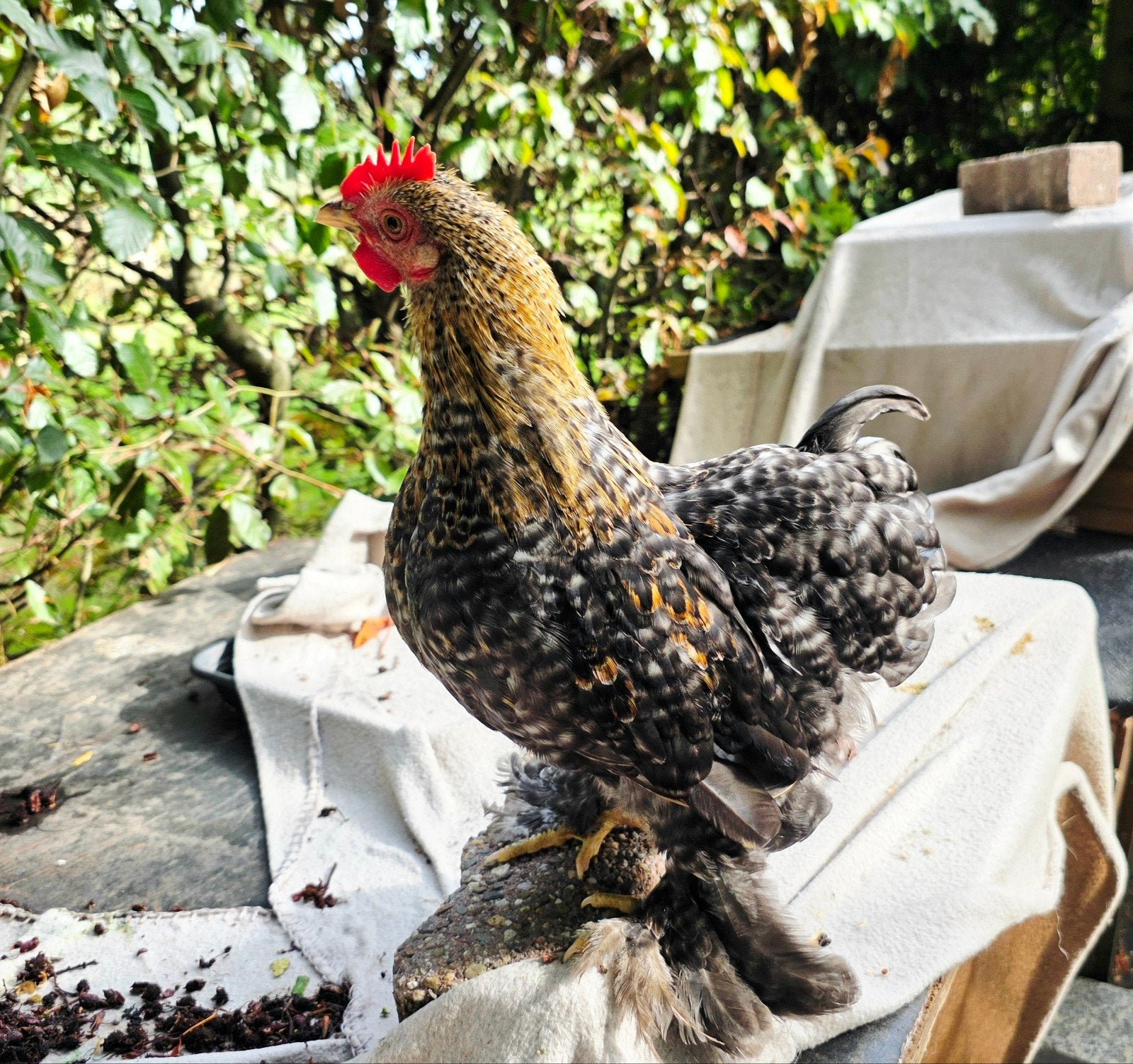 super tamme lieve cochinkriel haantje, Mannelijk, Kip