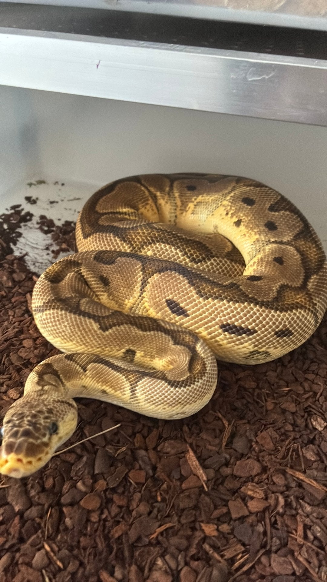Ball python regius