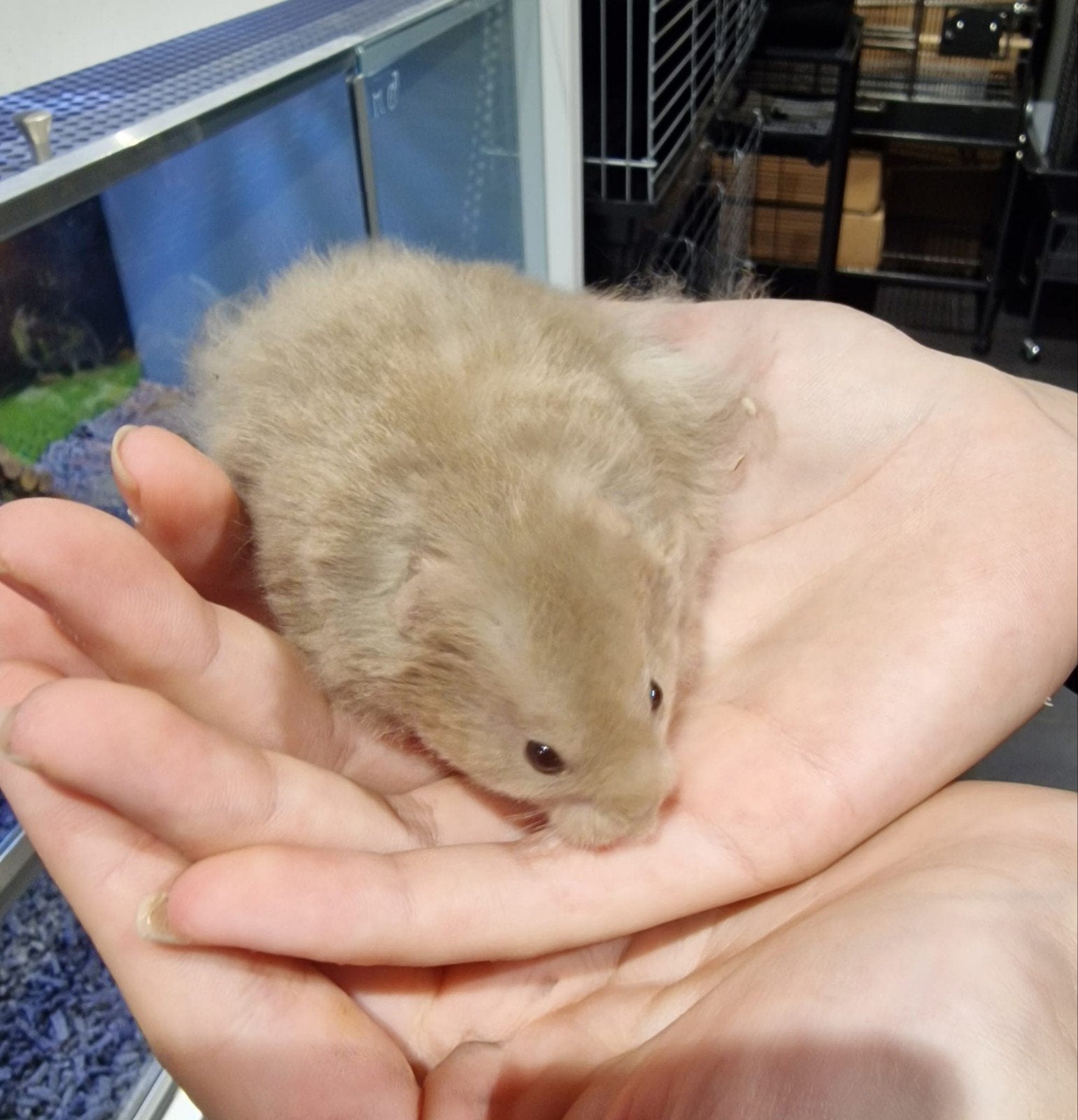 Foto 11 van Syrische hamsters super lief en super tam.
