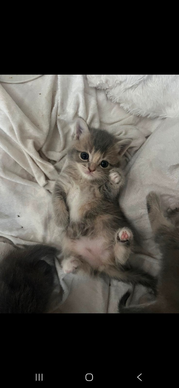 britse korthaar kittens (kruising), Dieren en Toebehoren, Meerdere dieren, Kortharig, 0 tot 2 jaar