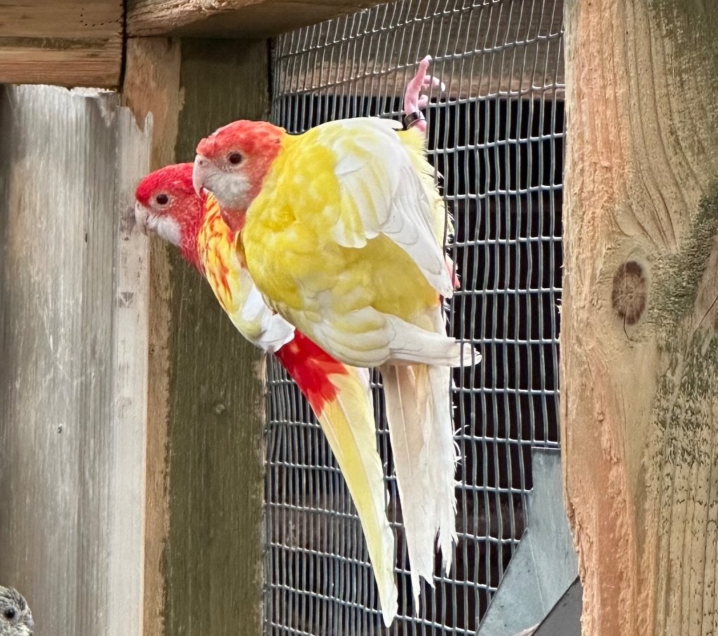 Rubino x lutino rosella koppel, Dieren en Toebehoren, Vogels | Parkieten en Papegaaien, Meerdere dieren, Parkiet