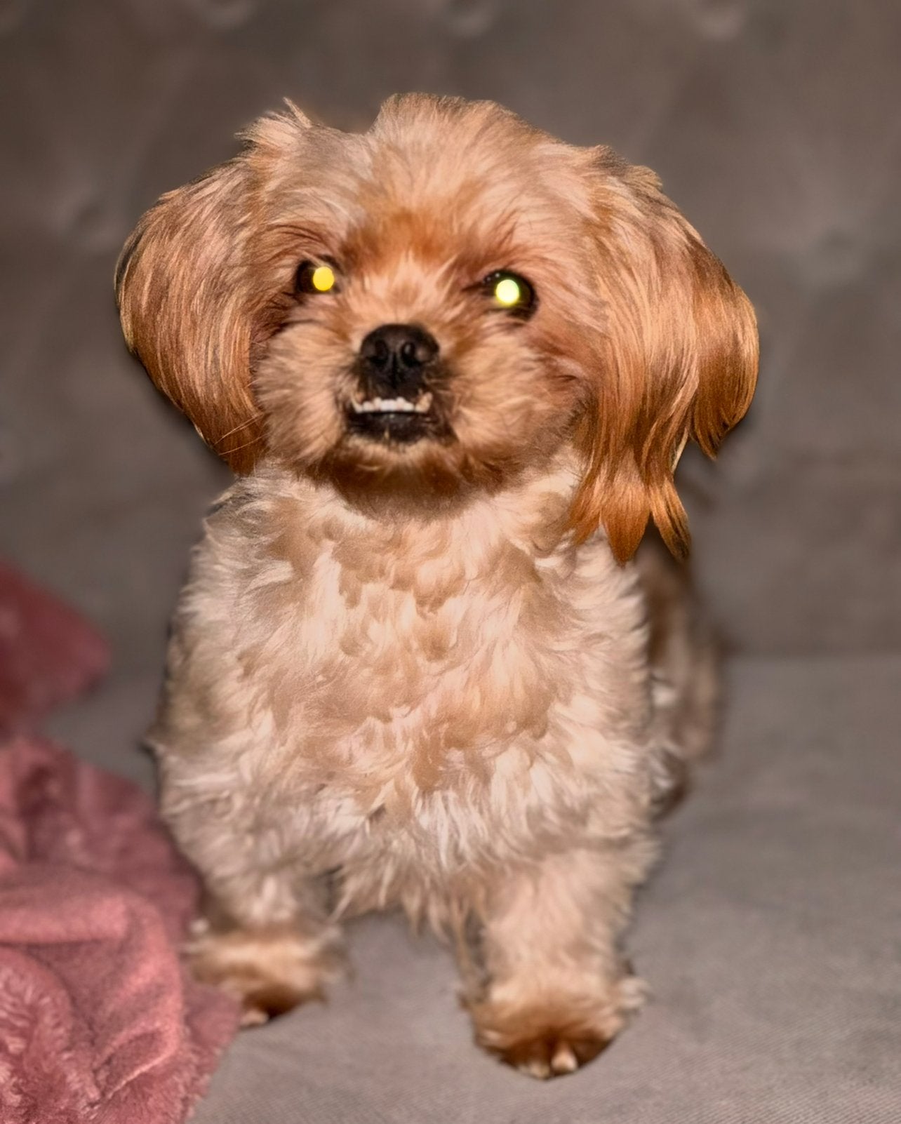 Goud mandje gezocht, Teef, Eén hond, Pekingees of Dwergspaniel, 3 tot 5 jaar