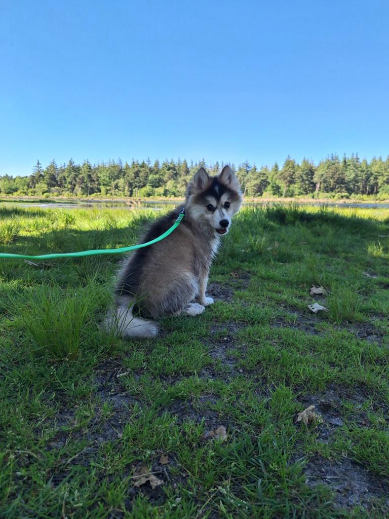 Pomsky reu  13 weken 3.3kg, Reu, 8 tot 15 weken, Meerdere, Klein