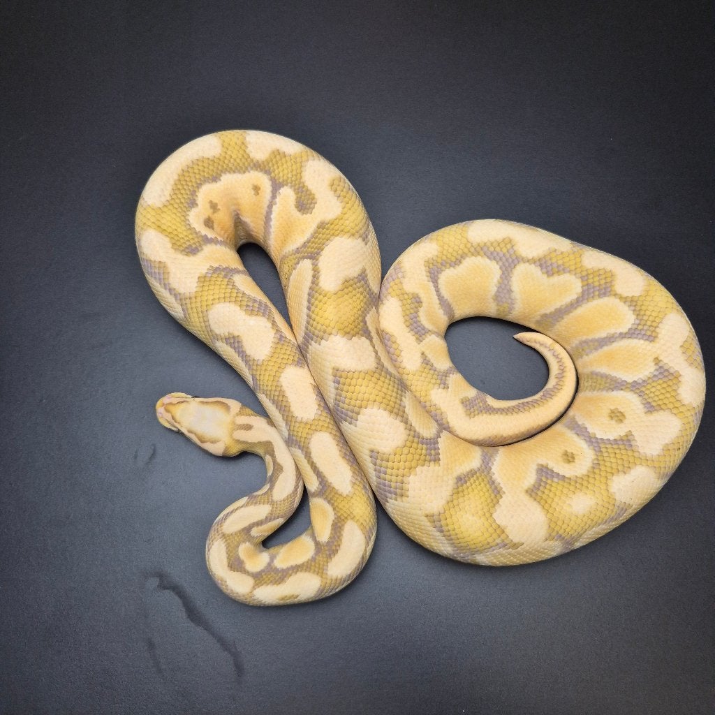 pastel OD DG caramel pb. regius Ball Python - unknown for sale from Roundhog serpents